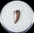 Bargain Raptor Tooth From Morocco - #14416-3